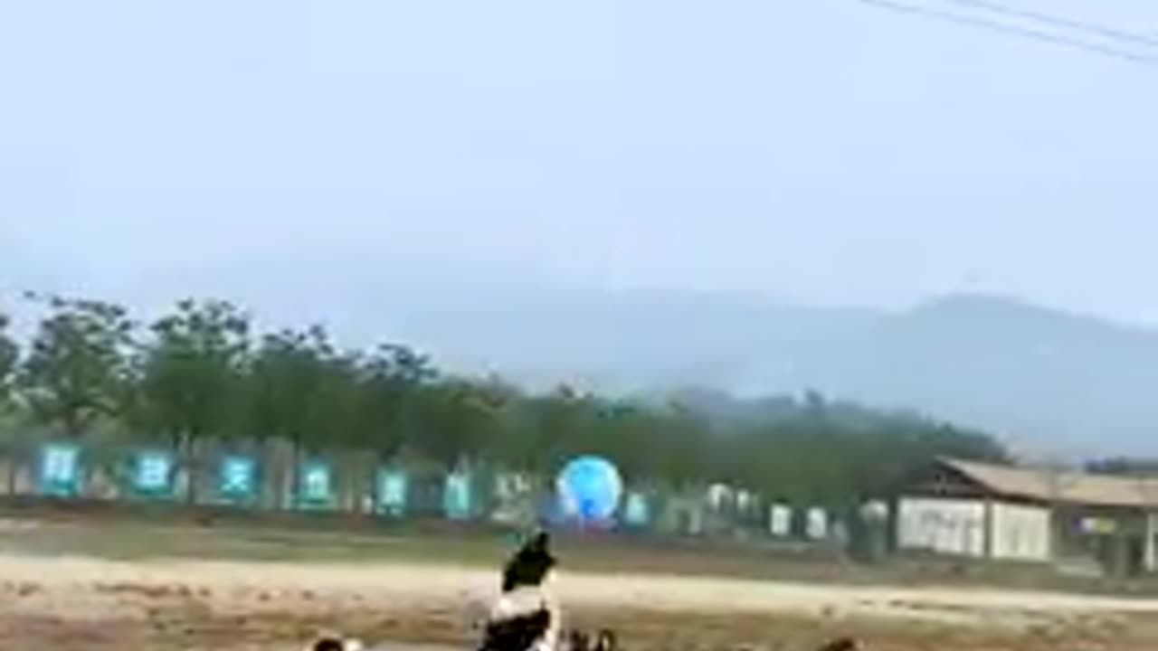 Dogs are playing volleyball most popular footage