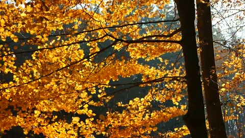 this tree has beautiful leaves in the Autumn