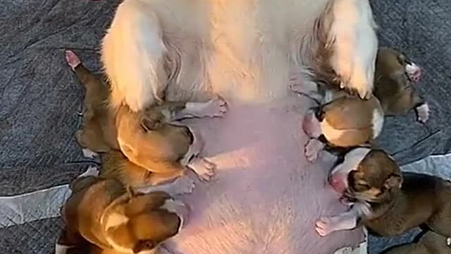 What a cute baby dog