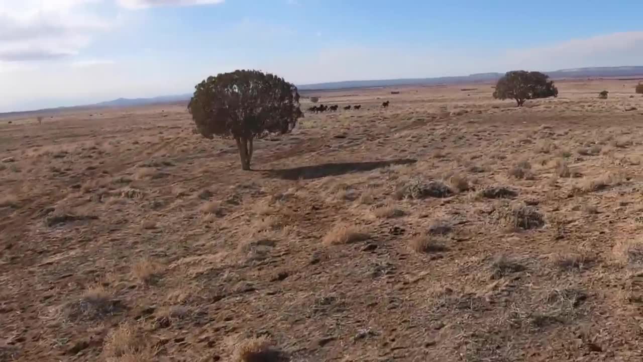 Gathering Feral Horses On the Navajo Nation!