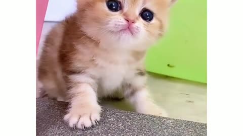 Cute kitten video