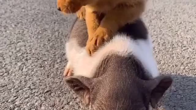 Haha. Cute #dog #pig #funny