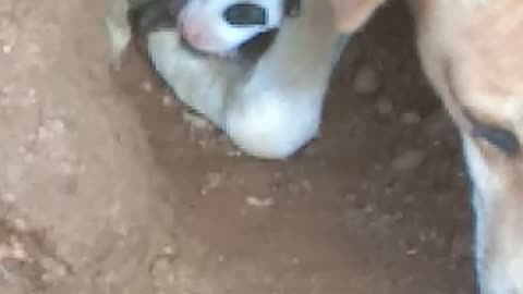 Dogs kids