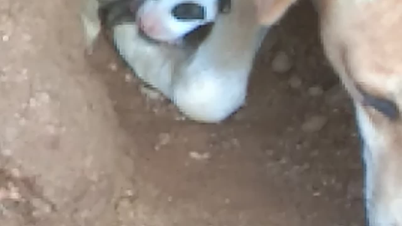 Dogs kids