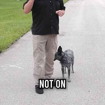 Are Smart Dogs Easier or Harder to Train?