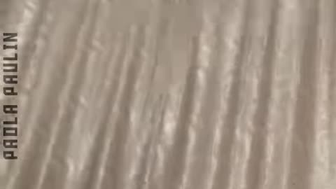 Funniest Animal Clips..