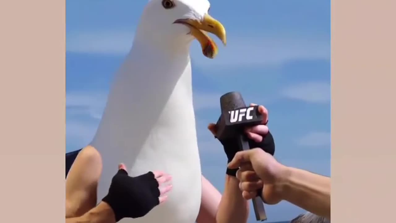 If Conor McGregor was a seagull