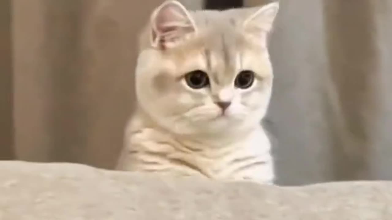 nature for cats