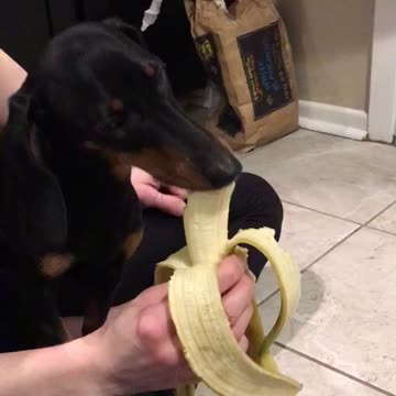 Going bananas for bananas