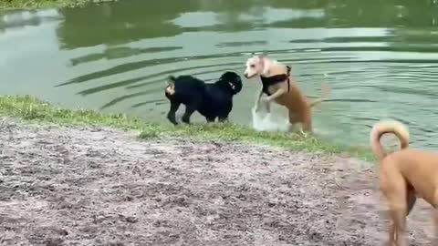 PITBULLS MEET ROTTWEILER PUPPY!