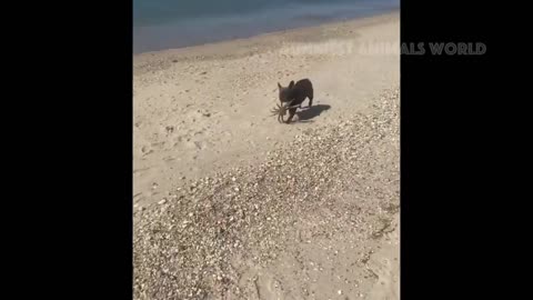 Funniest Animals Videos