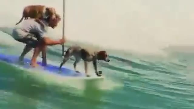 Cachorros surfando com o dono