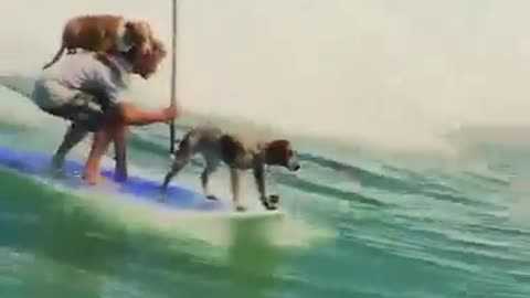 Cachorros surfando com o dono