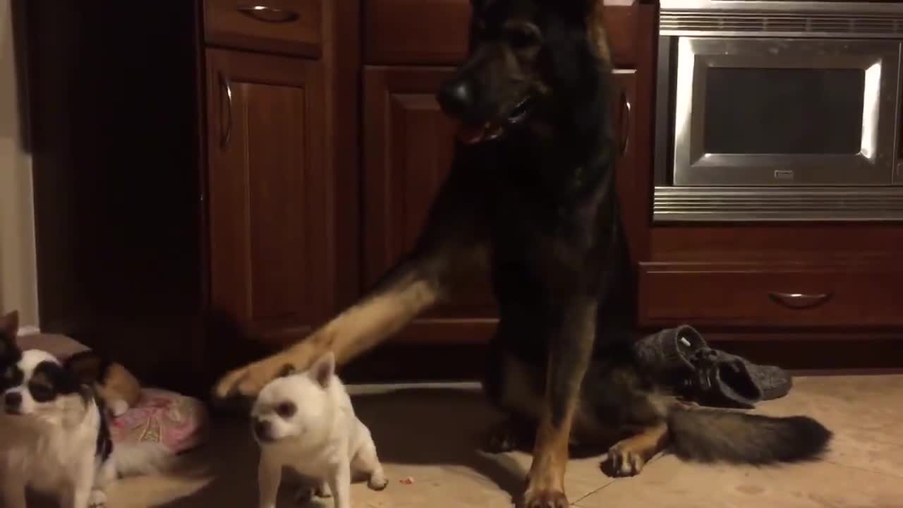 Dog makes it clear who his best friend is