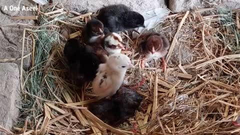 2 hen hatching eggs _ A lot of chicks came out of the eggs of two chickens _ 21 Day hatching eggs