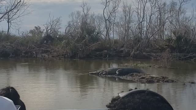 Louisiana Gator