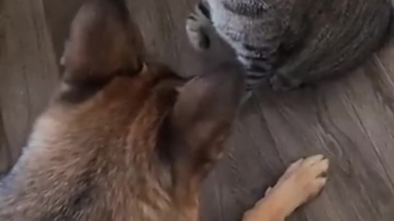 Funny cat and dogs fight 🤣🤣