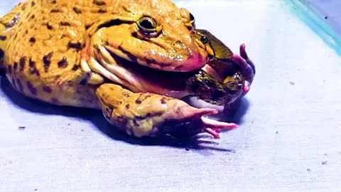 Frogs experiment