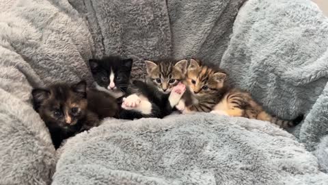 Mama Cat Reunited with Kittens After Weeks Apart