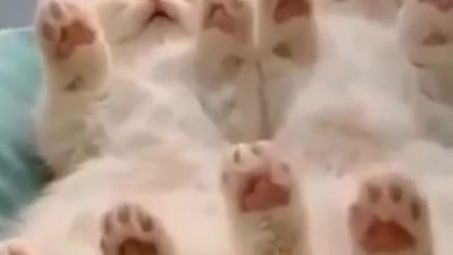 #funnyanimals #shorts