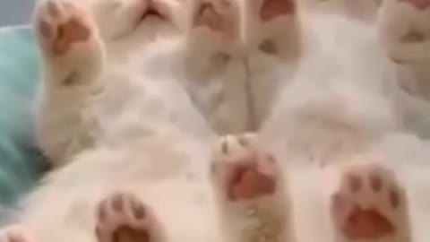 #funnyanimals #shorts