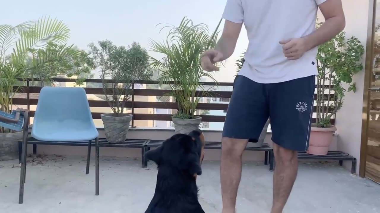 Dog training