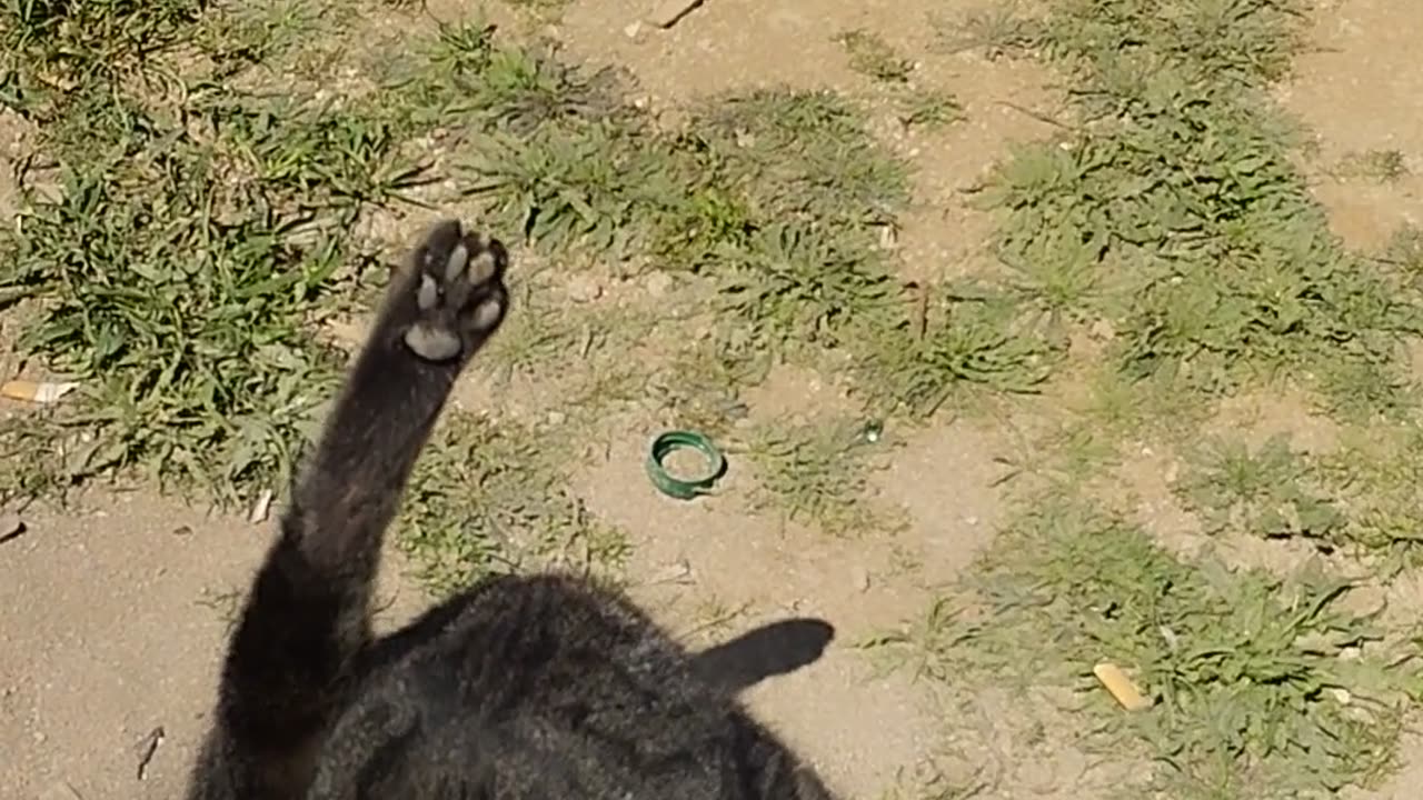 #cute #cat 🐱☺️