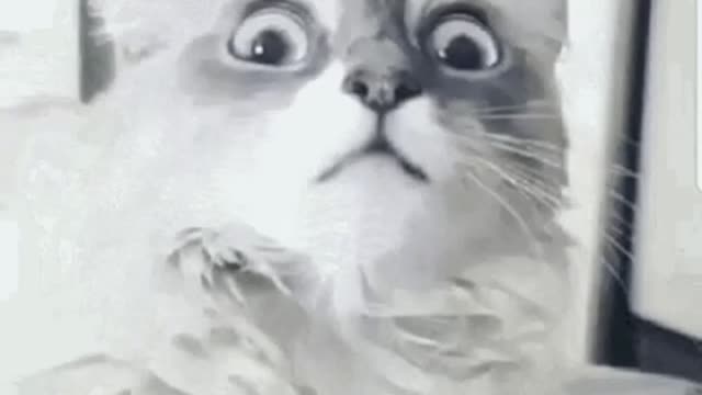 Cute Cat Gif