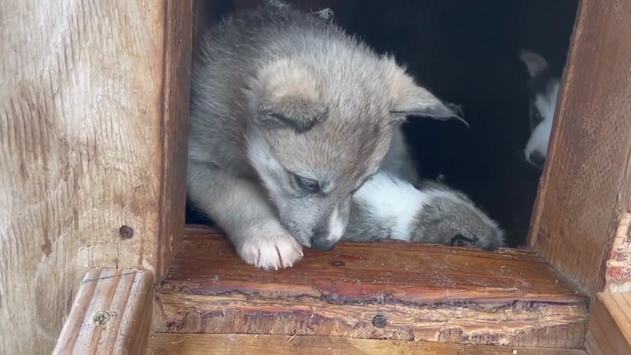 Cute Siberian HUSKY Puppy Dogs Playing, Crying, Barking & Throwing A Tantrum//*Funny Animal Video*