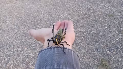 GIANT Western Horse Lubber Grasshopper Tries to EAT ME! (Taeniopoda eques) 🦗🌴😱💖