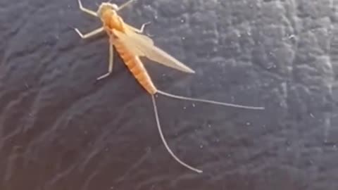 Nature and insect: Car door climber