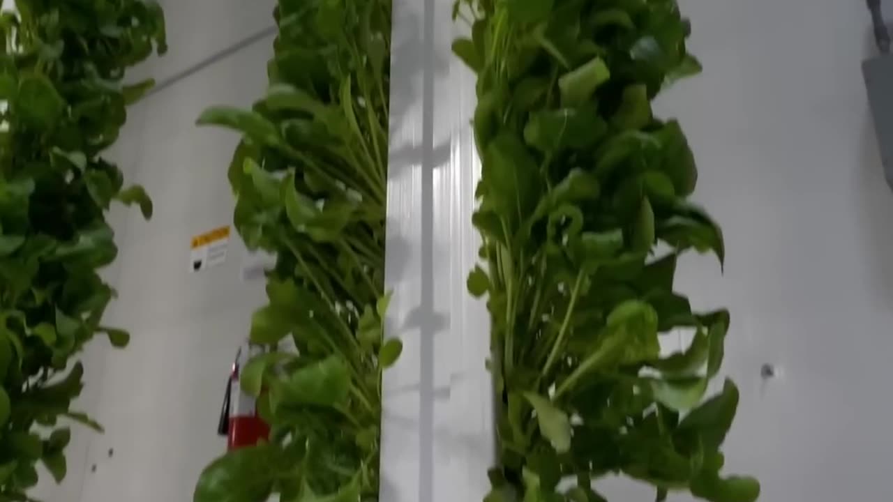 How Vertical Farming Fights Climate Change and Food Issues