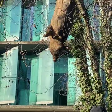 Farmers hang a boar outside the labor inspector office in France