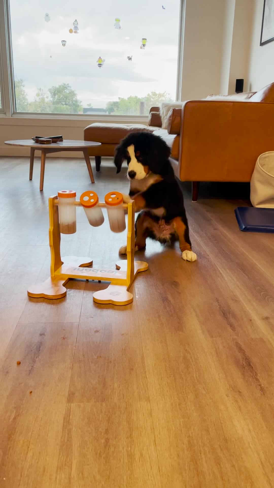 Hungry Puppy Mastering His Puzzle Feeder
