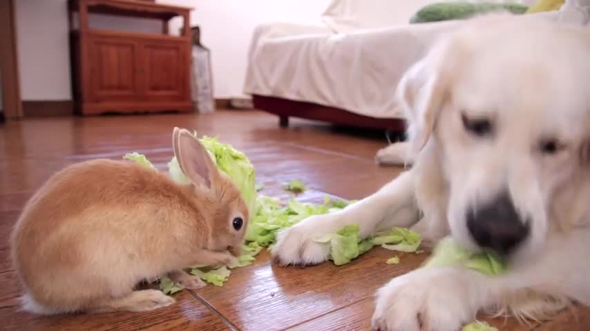 Funny Dog Bailey Helps Cute Rabbit Sam Eat Iceberg Lettuce