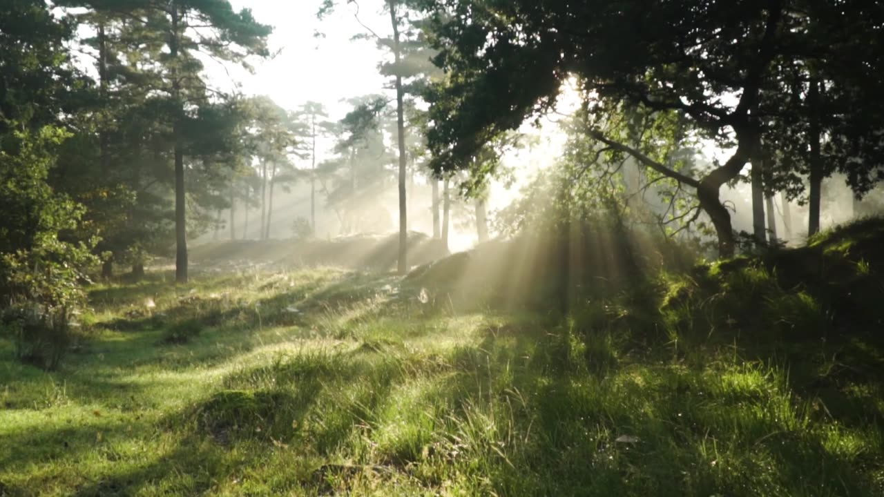 All Good In The Wood - Jason Shaw