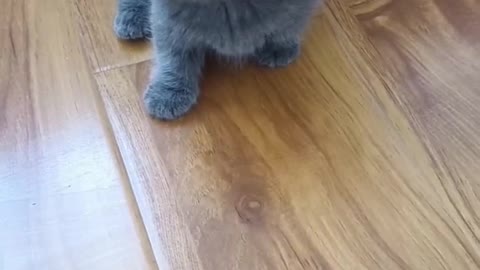 Little blue kitten