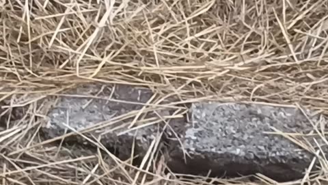Snakes mating