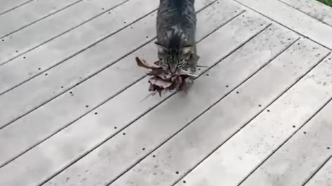 Just leaf that here