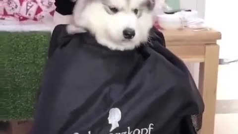 Funny animal videos|Cute animal videos |Funny dog&cat videos|Hilarious pet videos|Funny video