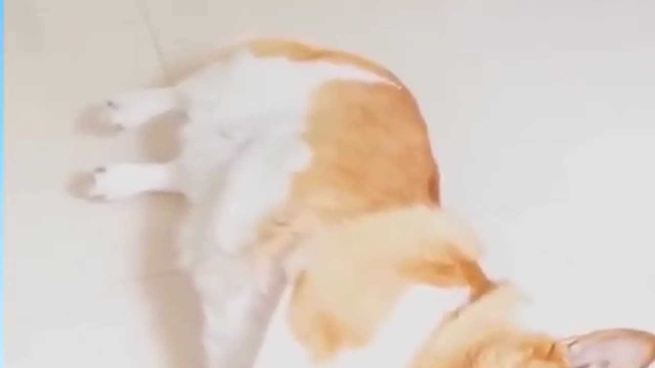 Funny animal