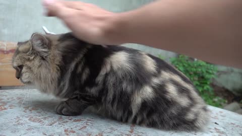 How Cat React When Seeing Stranger 1st Time