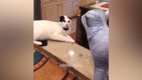 Funny animal videos 🤣😂