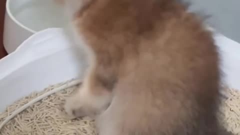My cat does not seems to be clever 😂