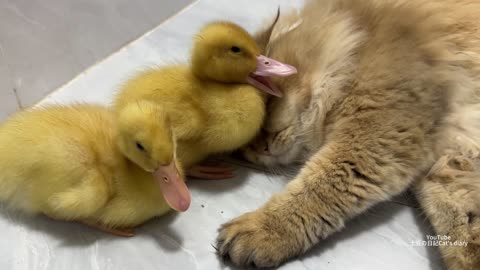 The mother duck was too lazy and gave the two ducklings to the kitten for safekeeping.Lovely animals