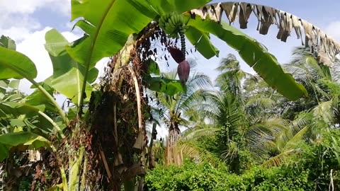 Banana Tree