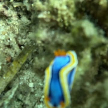 Freediving down to another beautiful sea slug in the tropical Philippines waters