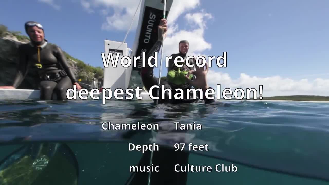 Tania chameleon, world's deepest freediving chameleon