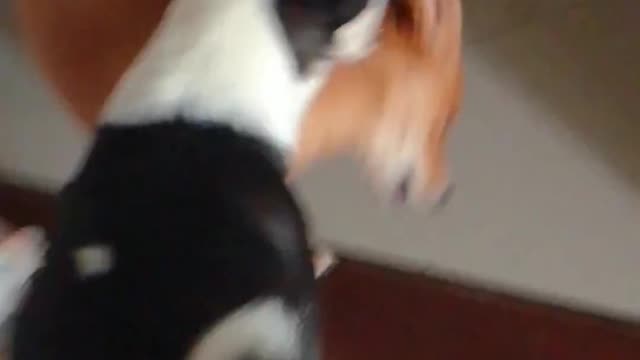 dogs react funny to extraneous sounds