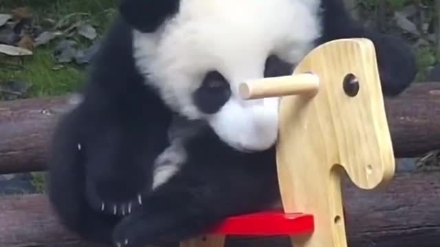 panda